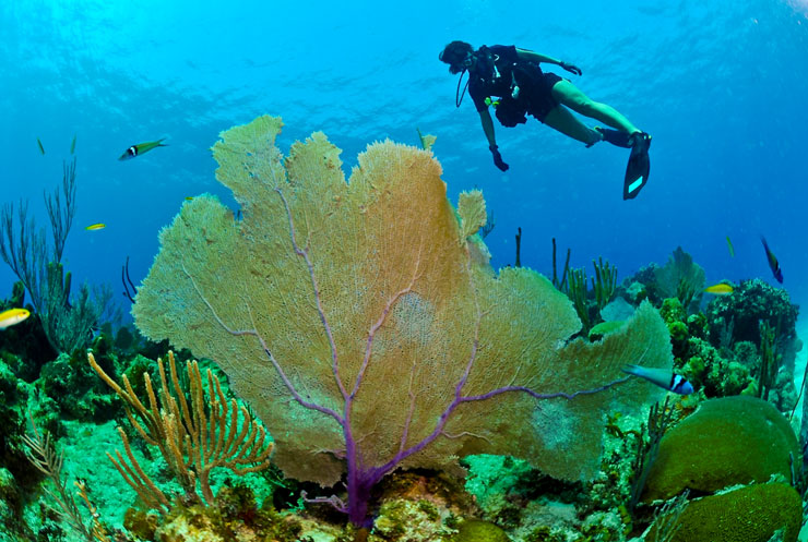 diving in Cuba
